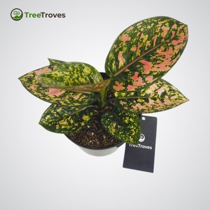 Aglaonema Ruby Compacta