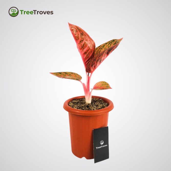 Aglaonema Widuri treetroves-3