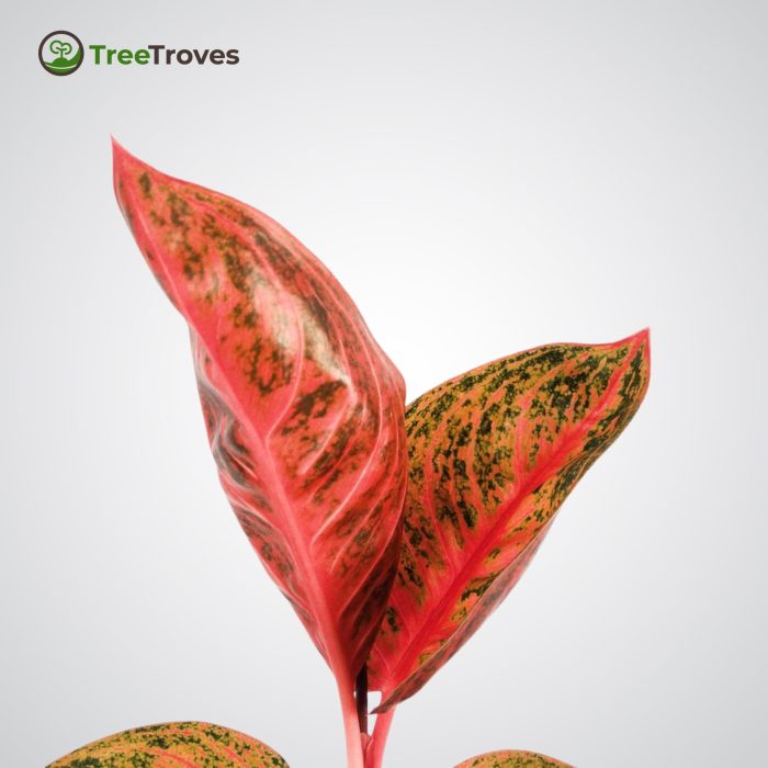 Aglaonema Widuri treetroves-4