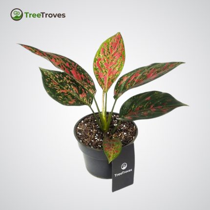 Aglaonema Red Venus