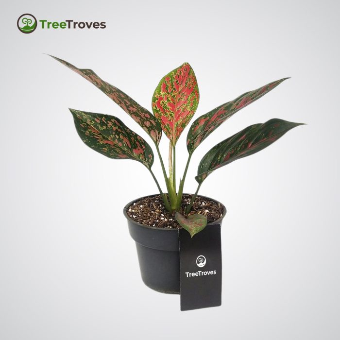 Aglaonema red venus treetroves-3