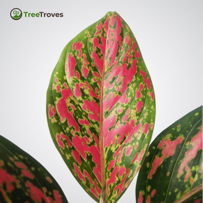Aglaonema red venus treetroves-4