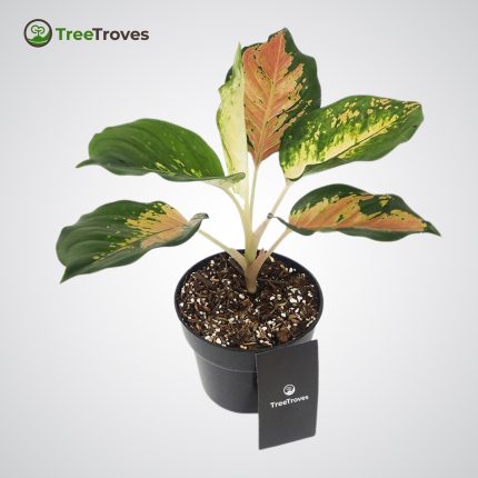 Aglaonema Sultan Brunei