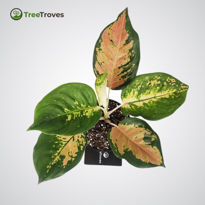 Aglaonema sultan brunei treetrovesplant-2