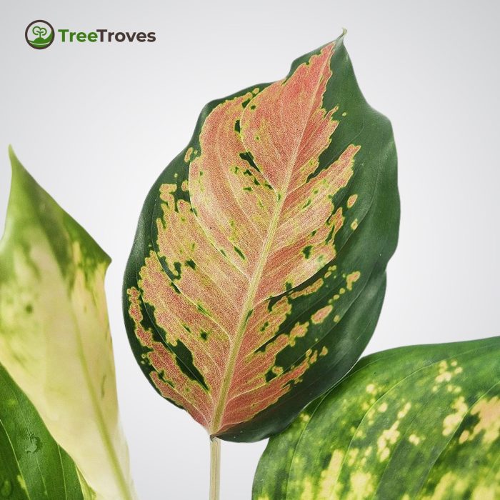Aglaonema sultan brunei treetrovesplant-3
