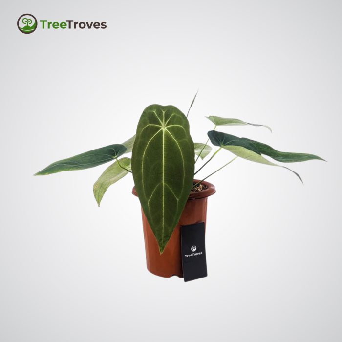 Anthurium Forgetii treetroves - 1
