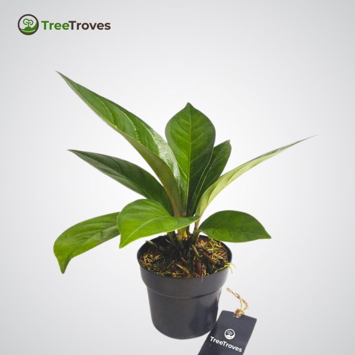Anthurium Jenmanii treetroves-1