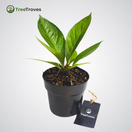 Anthurium Jenmanii Rare Plants