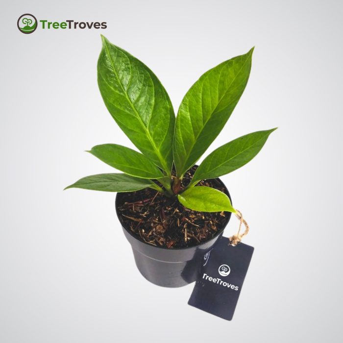 Anthurium Jenmanii treetroves-3