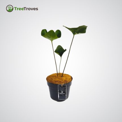 Anthurium Lentii Rare Plants