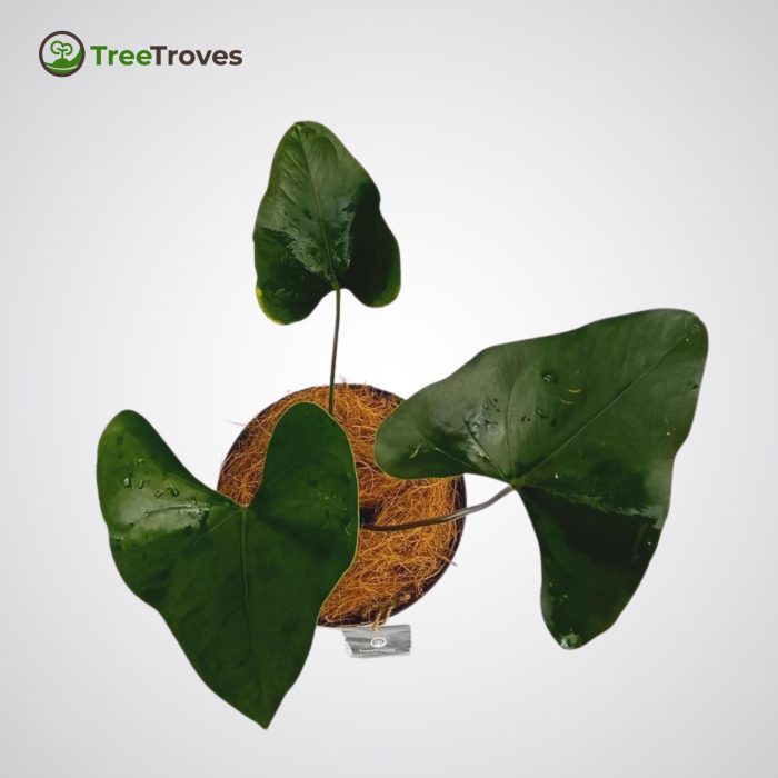 Anthurium Lentii treetroves-2