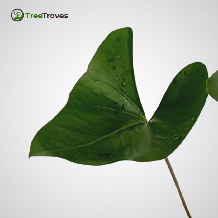 Anthurium Lentii treetroves-3
