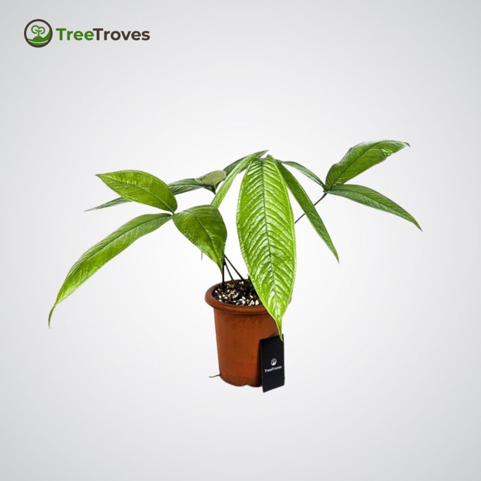 Anthurium Moonenii treetroves-1
