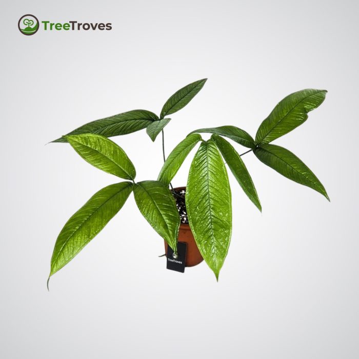 Anthurium Moonenii treetroves-2