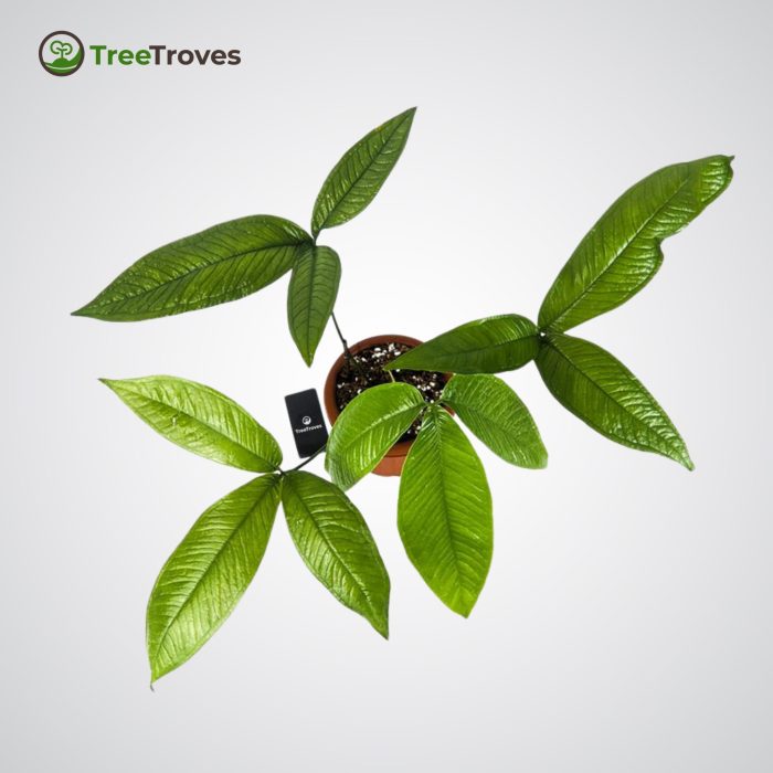 Anthurium Moonenii treetroves-3