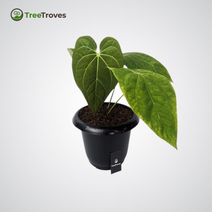 Anthurium Papillilaminum Rare Plants