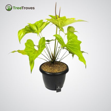 Anthurium Pterodactyl Golden Rare Plants