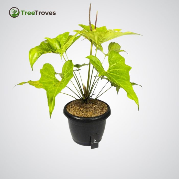 Anthurium Pterodactyl 'Golden' treetroves-1