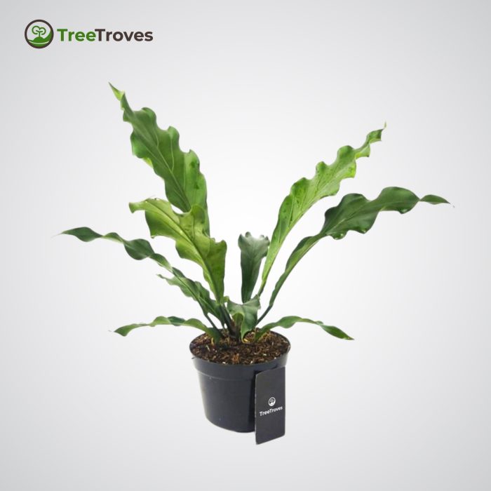 Anthurium 'Wave of Love' treetroves-1