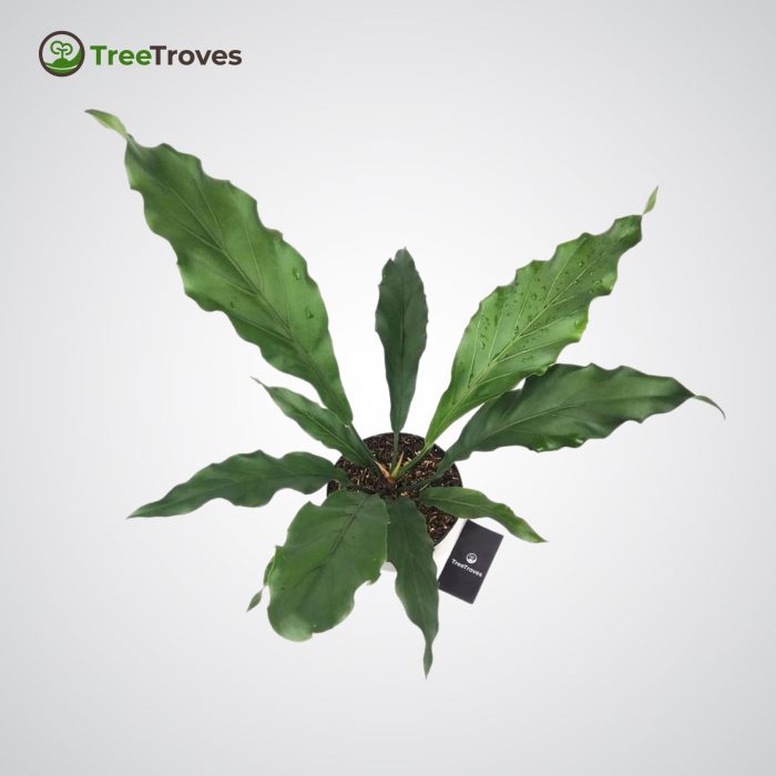 Anthurium 'Wave of Love' treetroves-2