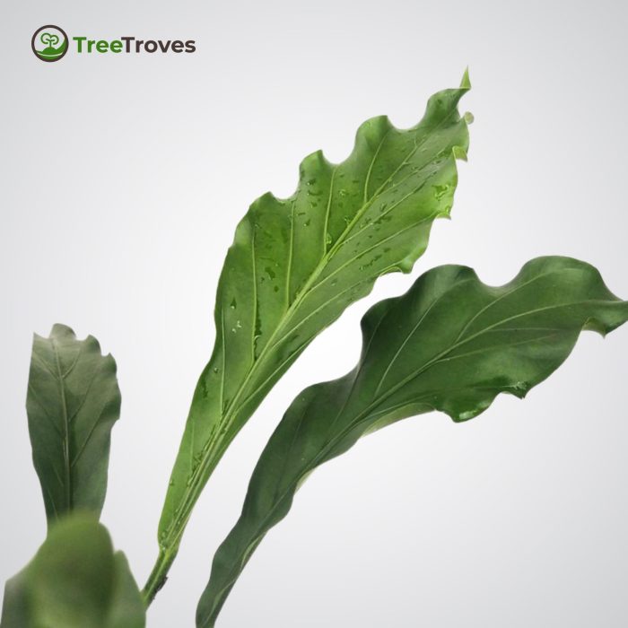 Anthurium 'Wave of Love' treetroves-3