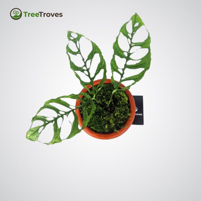 Monstera Obliqua Tree Troves Plant-1