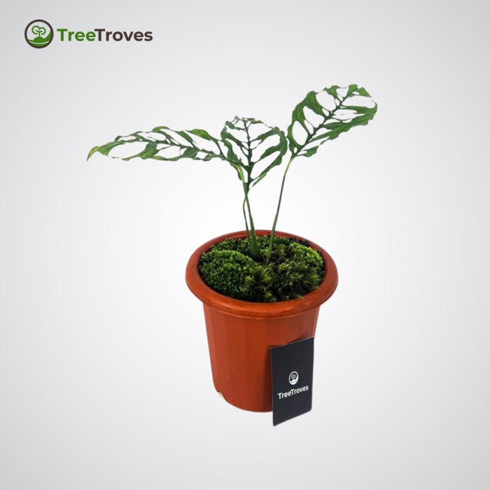 Monstera Obliqua Tree Troves Plant-2
