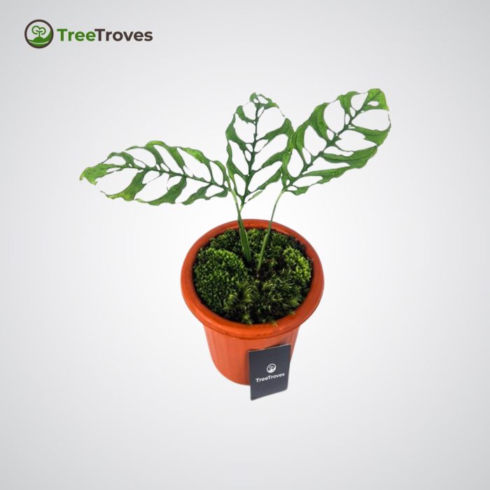 Monstera Obliqua Tree Troves Plant-3