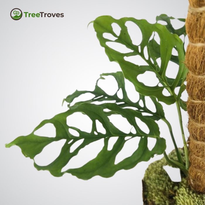 Monstera Obliqua Tree Troves Plant-4