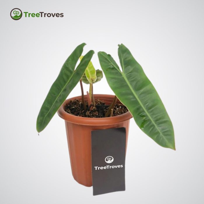 Philodendron Billietiae treetroves-1