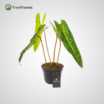 Philodendron Billietiae