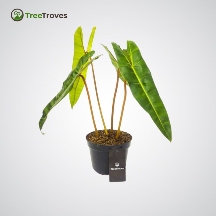 Philodendron Billietiae treetroves-2