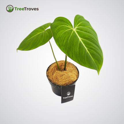Philodendron Gloriosum – Rare Velvet Leaf Aroid