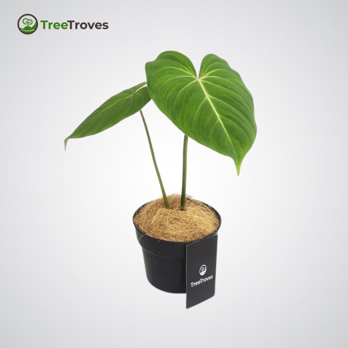 Philodendron Gloriosum Treetroves -2