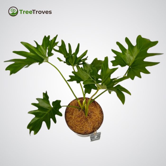 Philodendron 'Hope' Selloum treetroves-1