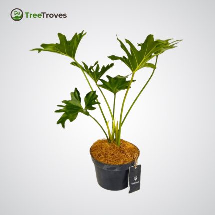 Philodendron Hope Selloum