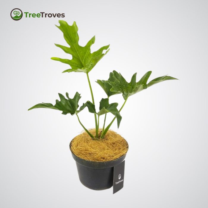 Philodendron 'Hope' Selloum treetroves-3