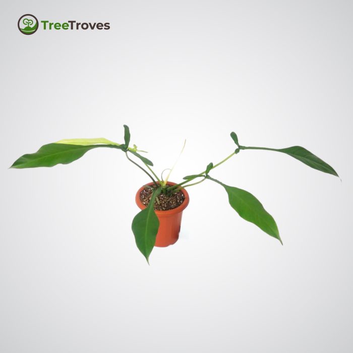 Philodendron 'Joepii' treetroves-1
