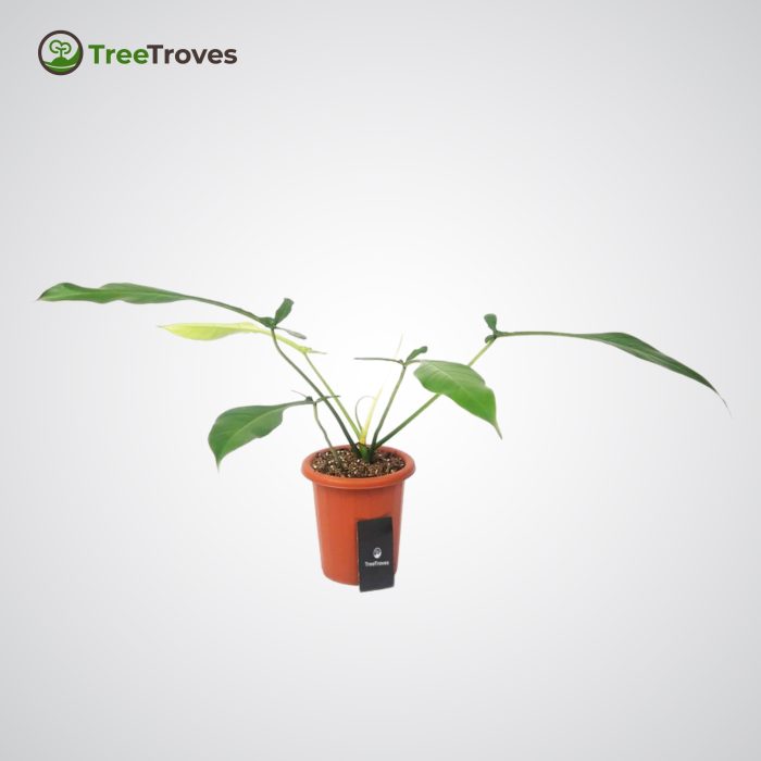 Philodendron 'Joepii' treetroves-2