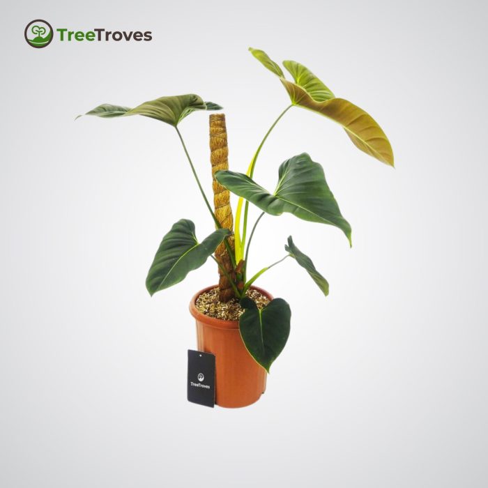 Philodendron Lupinum Corrugated Leaf treetroves-1
