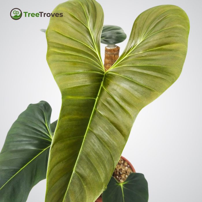 Philodendron Lupinum Corrugated Leaf treetroves-2
