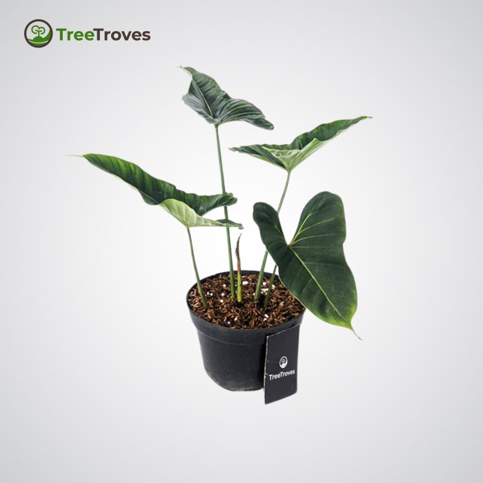 Philodendron Lupinum Corrugated Leaf treetroves-3