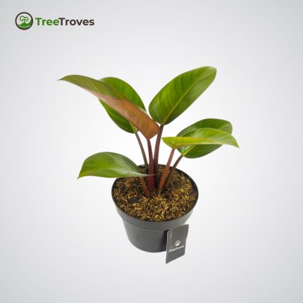 Philodendron Rojo Congo