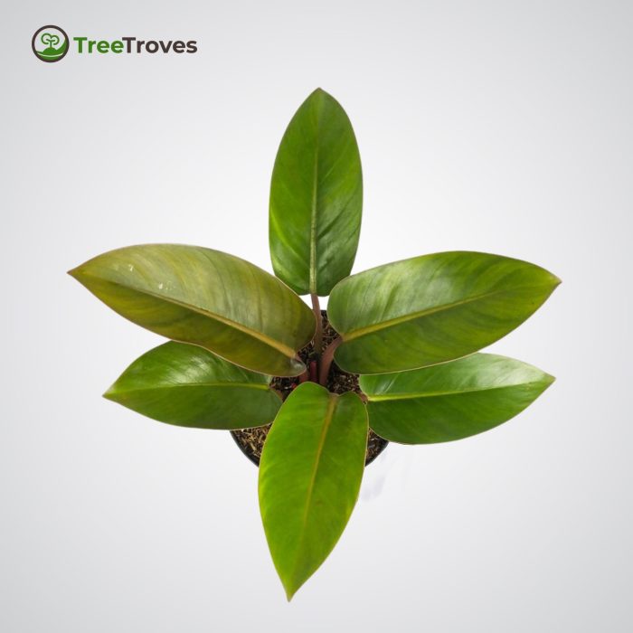 Philodendron 'Rojo Congo' TreeTrovesplants -2
