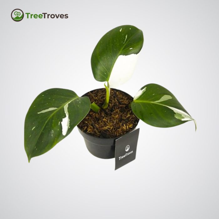 Philodendron 'White Wizard' treetroves-1