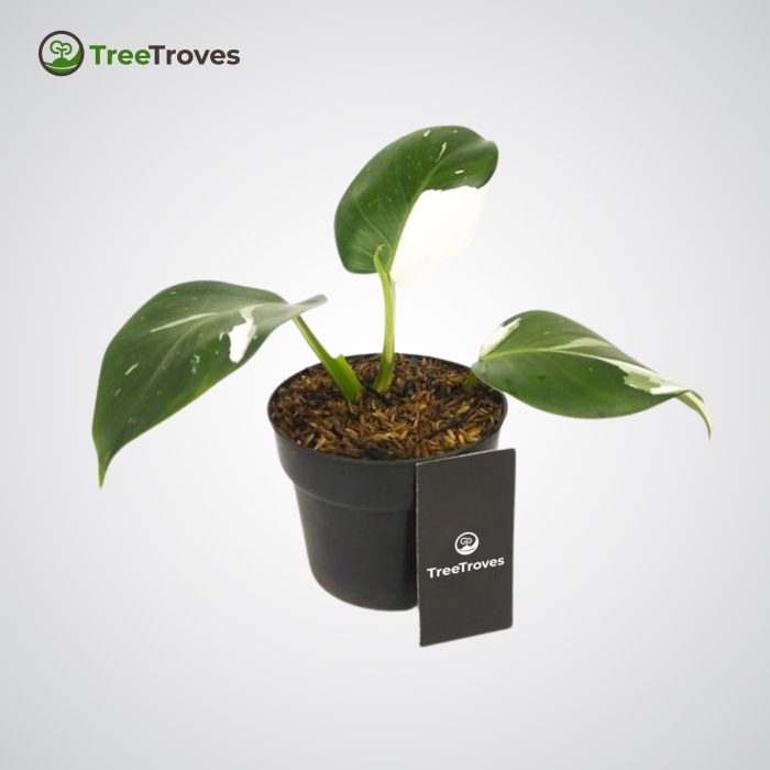 Philodendron 'White Wizard' treetroves-2