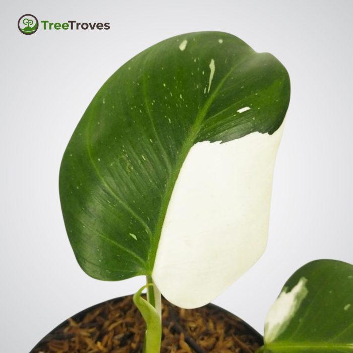 Philodendron 'White Wizard' treetroves-3