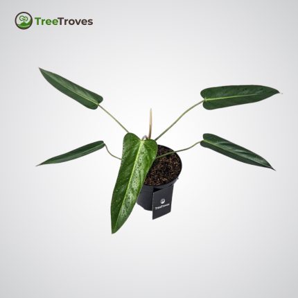 Philodendron Bernardopazii