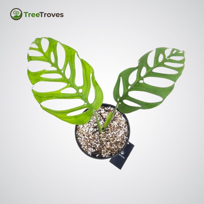 TreeTroves Plants - Monstera Epipremnoides 'Esqueleto'-1