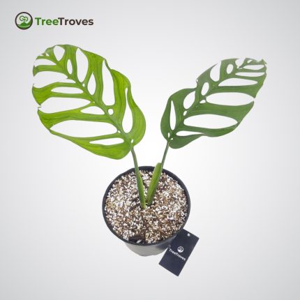 Monstera Epipremnoides ‘Esqueleto’